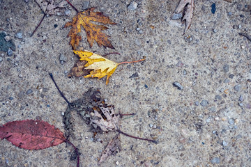 Defocused background with autumn leaves on the road. Close up. Copy space