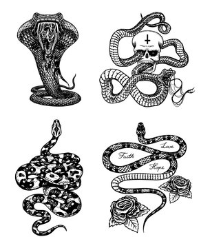 Vintage snake set. Royal python with skull and roses, milk reptile, venomous cobra. Poisonous Viper for poster or tattoo. Engraved hand drawn old sketch for t-shirt or logo. 