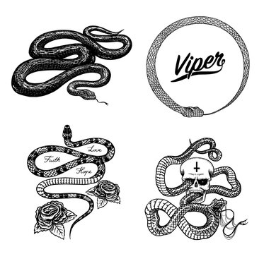 Vintage snake set. Royal python with skull and roses, milk reptile, venomous cobra. Poisonous Viper for poster or tattoo. Engraved hand drawn old sketch for t-shirt or logo. 