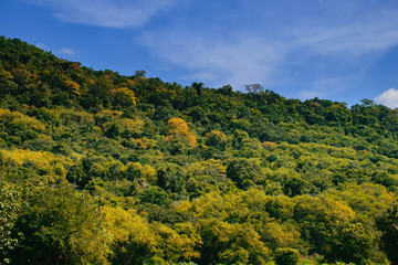 Fototapeta na wymiar landscape of beautiful tree on mountain with blue sky