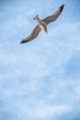 Seagull hunting, looking downward for food