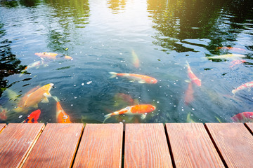 group of colorful koi fish swim in the pond. in suanpheung hight land.