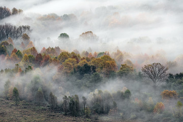 Wonderful sunrise among the foggy forest