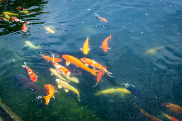 group of colorful koi fish swim in the pond. in suanpheung hight land.