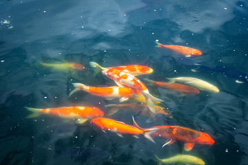 group of colorful koi fish swim in the pond. in suanpheung hight land.