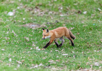 Fox cub playing in a field in Quebec, Canada.