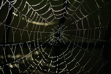 Morning dew drops on spider web in bokeh background. Spider web in nature. Spider web with some water droplets early in the morning