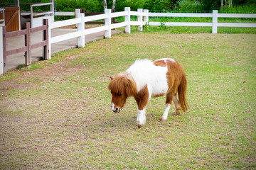 Lonely pony In the meadow. A pony that was born in Thailand.