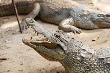 Obraz premium Crocodiles in Gambia – Africa