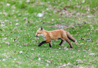 Fox cub playing in a field in Quebec, Canada.