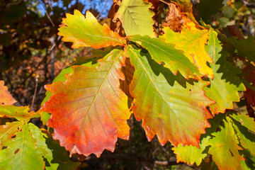 autumn oak leaves