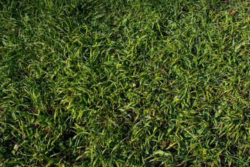 green grass