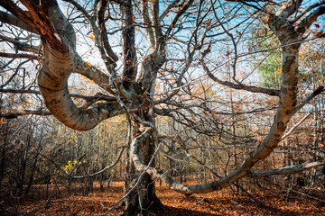 Fototapeta na wymiar Old magical tree with big branches at autumn