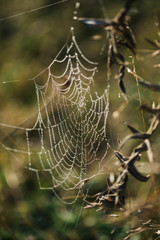 Morning dew drops on spider web in bokeh background. Spider web in nature. Spider web with some water droplets early in the morning