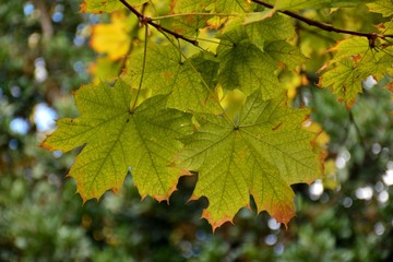 Hojas de arce, aún en sus ramas, cambiando de color, en otoño