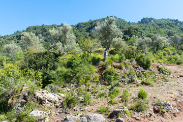 Fototapeta na wymiar View of the mountain overgrown with greenery