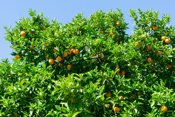 tangerine tree with fruit in the garden