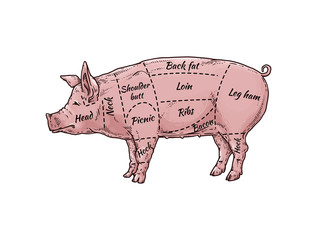 Pig meat body part guide for butcher shop - hand drawn pink farm animal