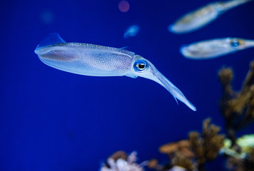 Squid swimming in an aquarium