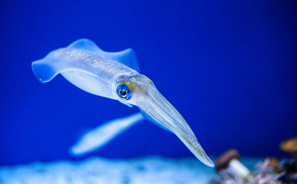 Squid swimming in an aquarium