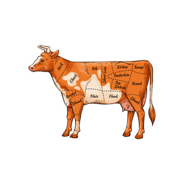 Cartoon cow with body part names for meat butcher cut guide