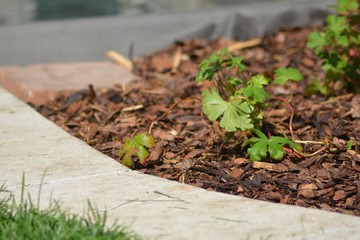 Garten, Sommer, zuhause