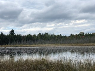 Landscape of water, Pine Trees and Sky