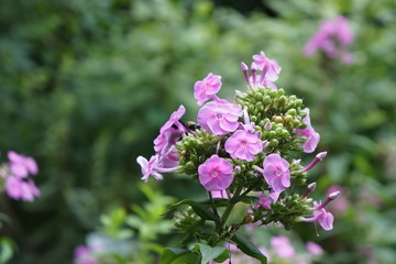 flowers in garden