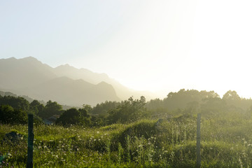 Landscape in the mountains with green bushes and sun
