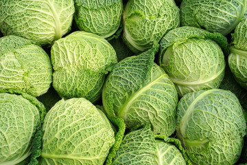 Fresh green savoy cabbages at the market