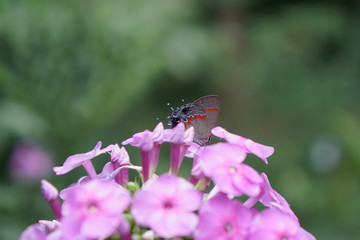 butterfly on flower