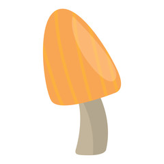 Isolated mushroom image over a white background - Vector illustration