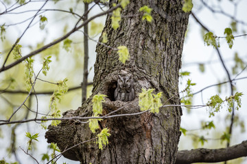 Eastern screech owl hiding in a hole in a tree in Quebec, Canada.