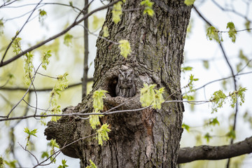 Eastern screech owl hiding in a hole in a tree in Quebec, Canada.