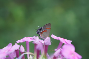 butterfly on flower