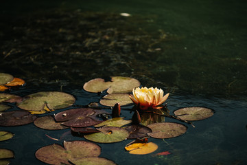 Water lilies in Golcuk near Bolu, Turkey. Golcuk is a small and well kept lake park and is very popular among the tourists. © develi