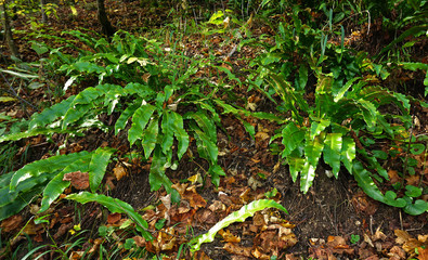 Hirschzungenfarn, Asplenium scolopendrium, common hart's tongue,