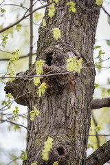 Eastern screech owl hiding in a hole in a tree in Quebec, Canada.
