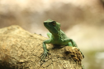 The green lizard