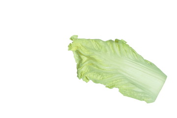 Chinese cabbage fresh vegetable on white background