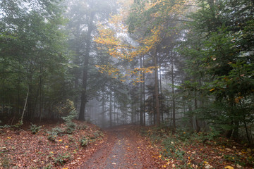 Herbstwald 