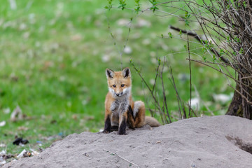 Fox cub playing in a field in Quebec, Canada.