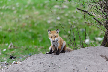 Fox cub playing in a field in Quebec, Canada.