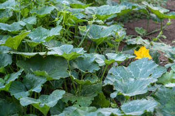 Pumpkin vine in the garden. Summer sunny day.Two different types of pumpkin vine