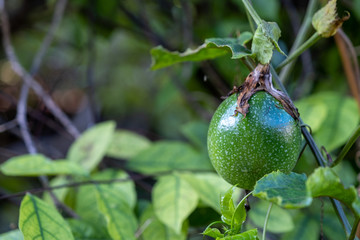 Passion fruit on the vine. Close up of passion fruit on the vine, selective focus