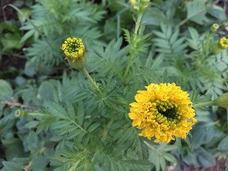 Marigolds flowers in the garden
