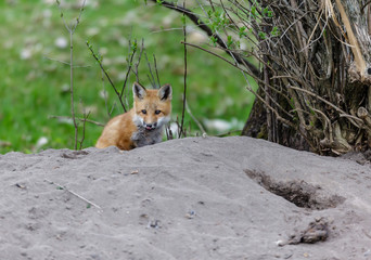 Fox cub playing in a field in Quebec, Canada.