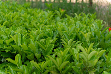 HOJAS DE PRIMAVERA 2018 CASTILLA