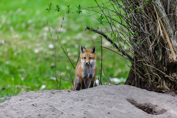 Red fox cub waiting by its den or earth for its mother to bring back food from a hunting yrip.