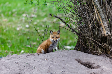 Red fox cub waiting by its den or earth for its mother to bring back food from a hunting yrip.